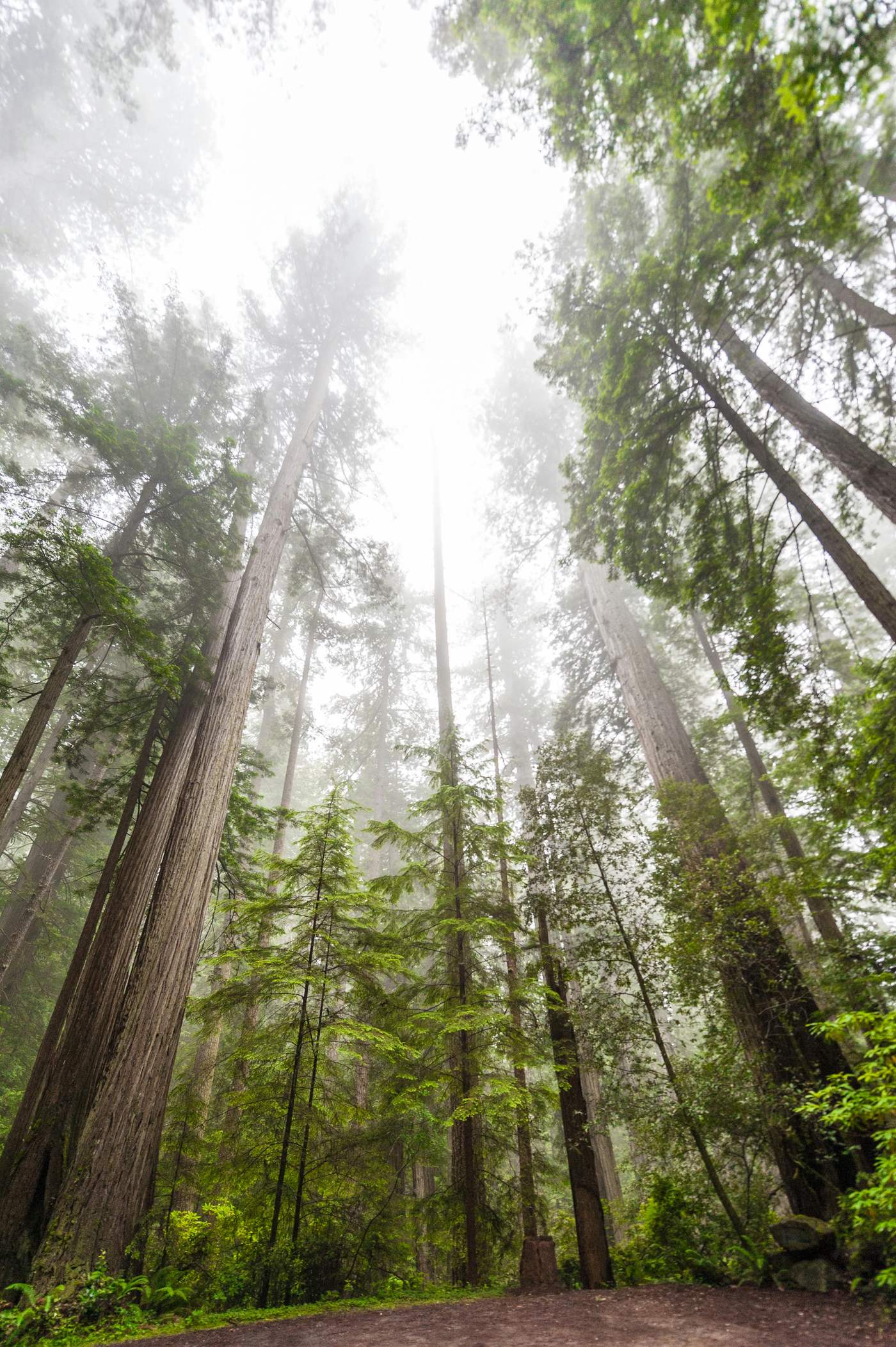 Hohe Bäume im Nebel