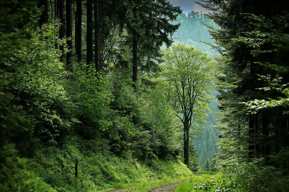 Waldweg zwischen hohen Bäumen